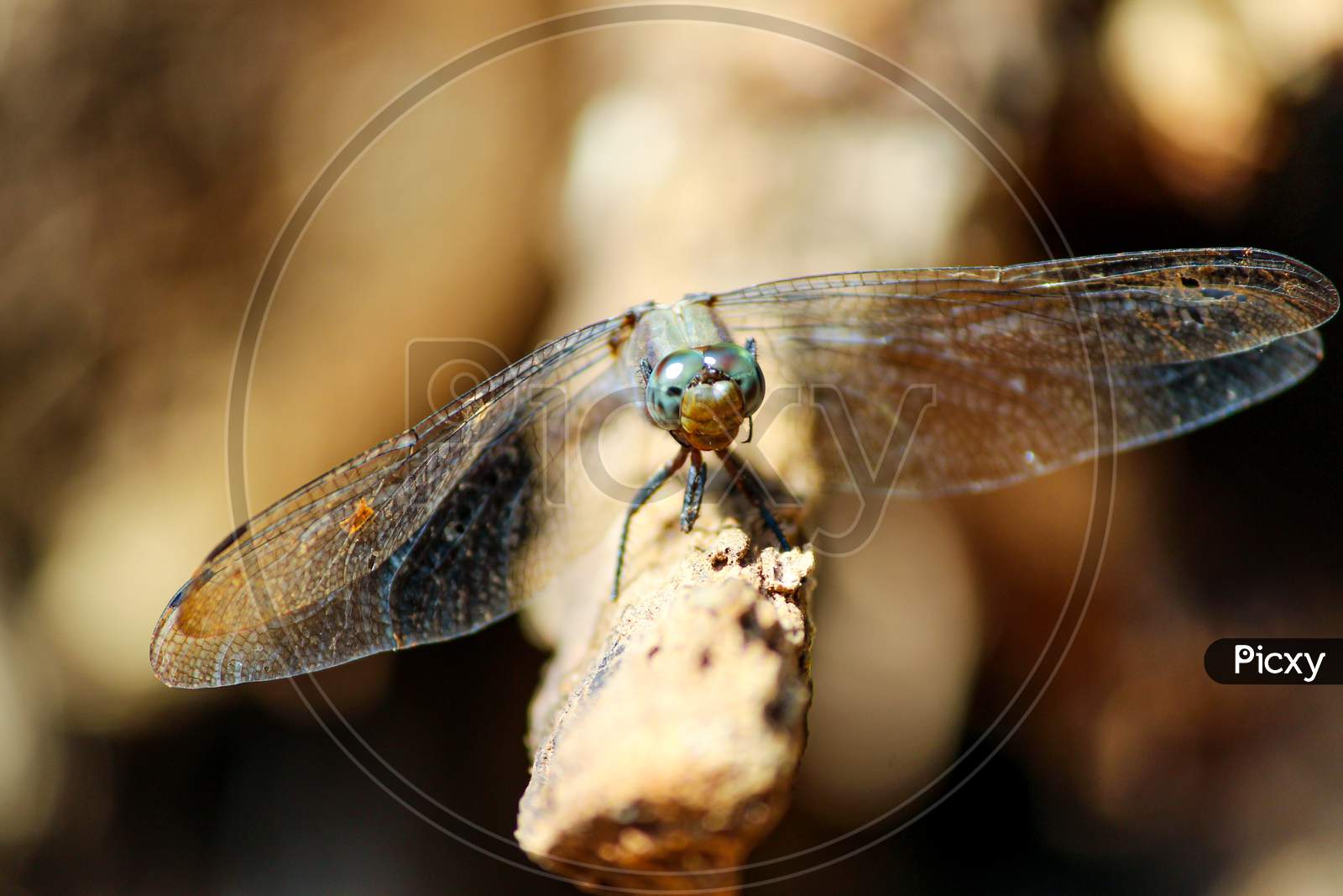 Dragon fly closeup