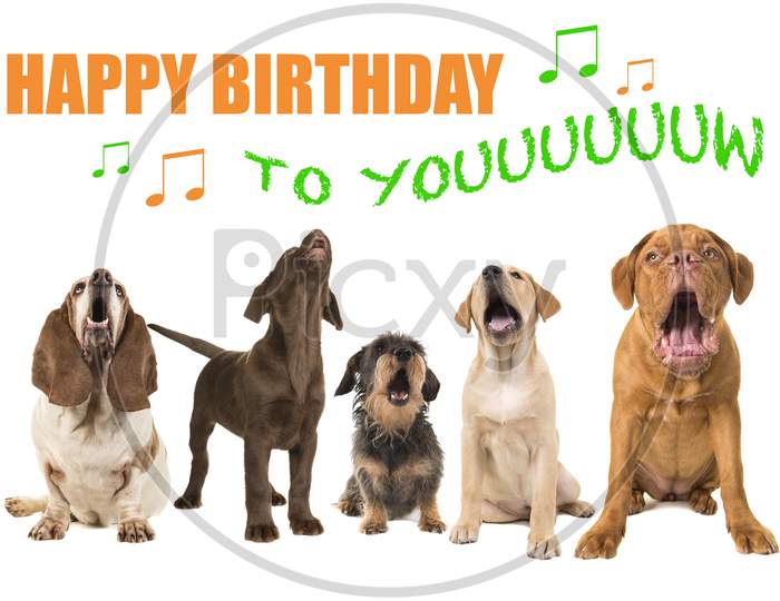 Group Of Dogs With Various Breeds Looking Up Singing On A White Background With The Text Happy Birthday To You
