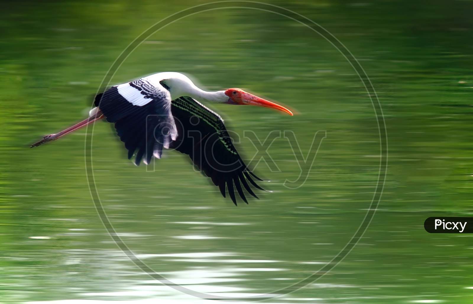 Painted Stork Bird
