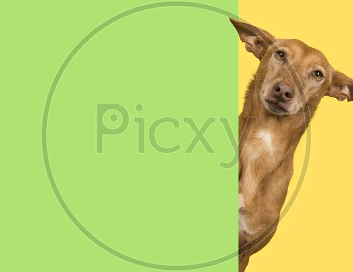 Portrait Of A Cute Podenco Andaluz On A Yellow Background Looking Around The Corner Of A Green Empty Board With Space For Copy