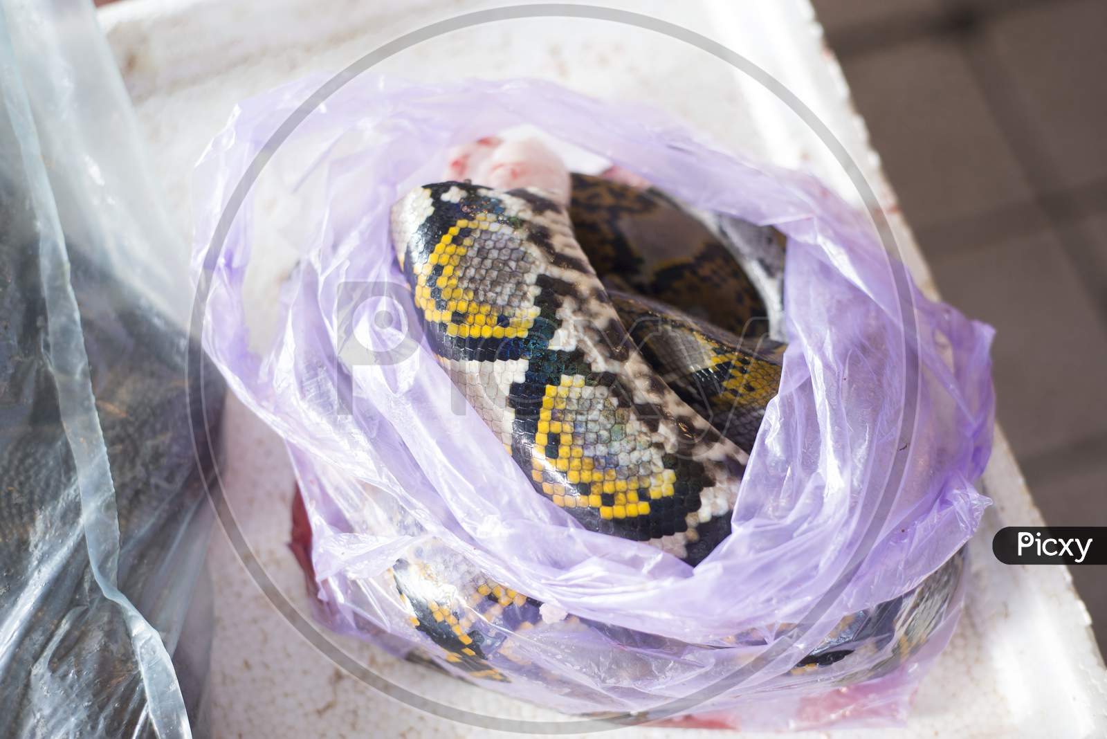 Close Up Of Snake Meat In A Plastic Bag For Sale In A Market In Malaysia, Now To Be Known To Be The Cause Of The Corona Virus