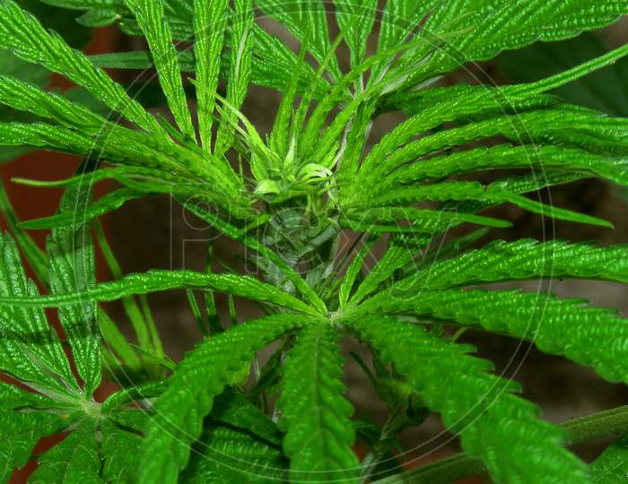 Cannabis plant in the garden,Cannabis is a genus of flowering plants in the family Cannabaceae.