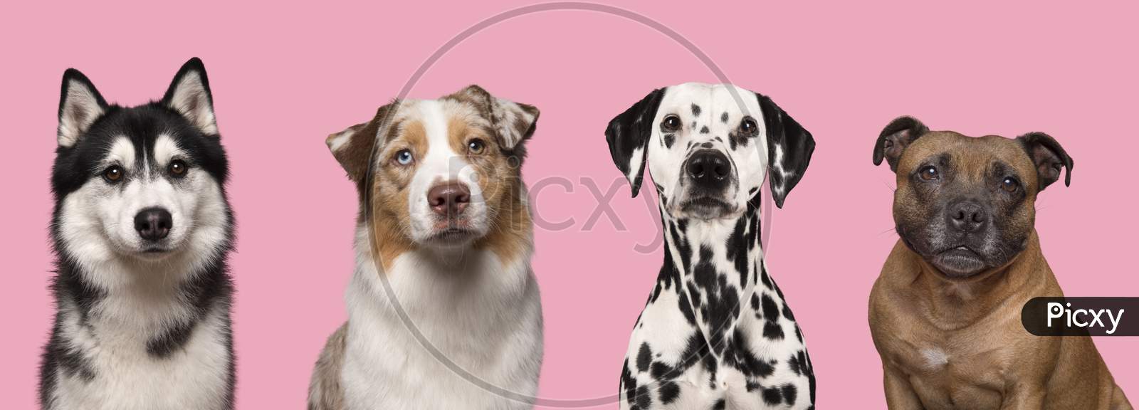 Portraits Of Various Dogs Looking At The Camera On A Pink Background