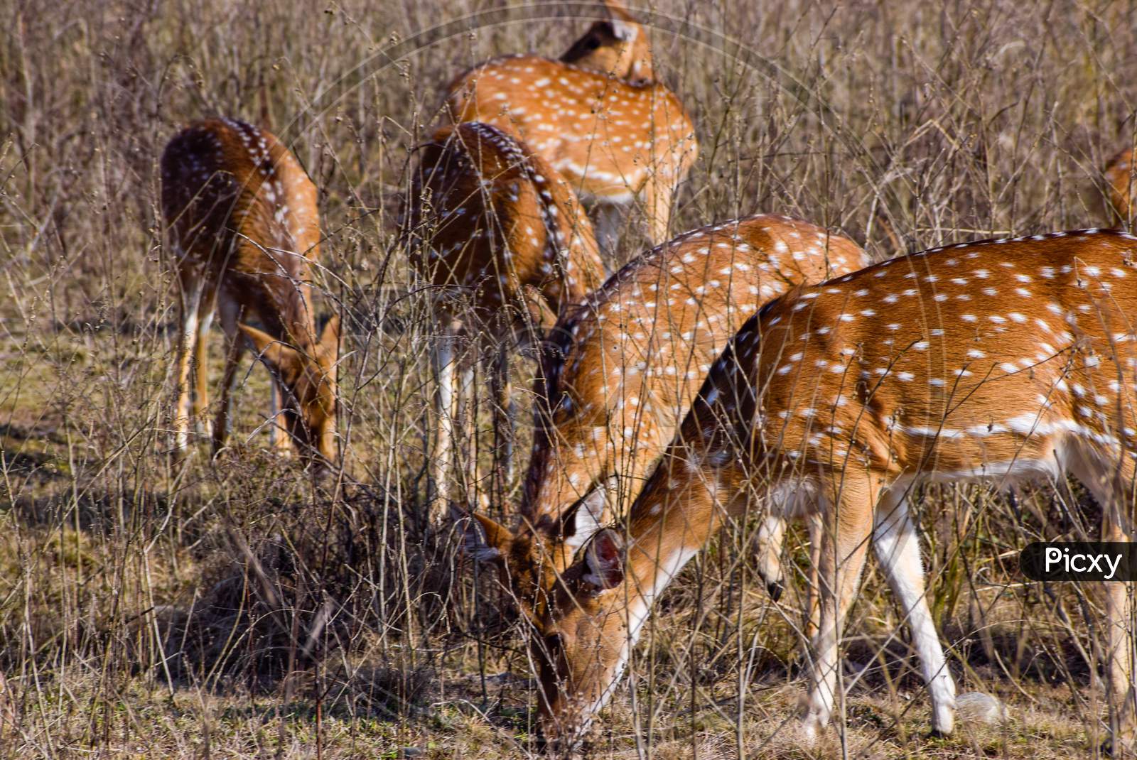Deer Family grazing in the Jungle Grassland