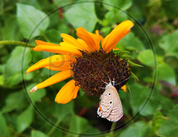 Butterfly on sun flower.