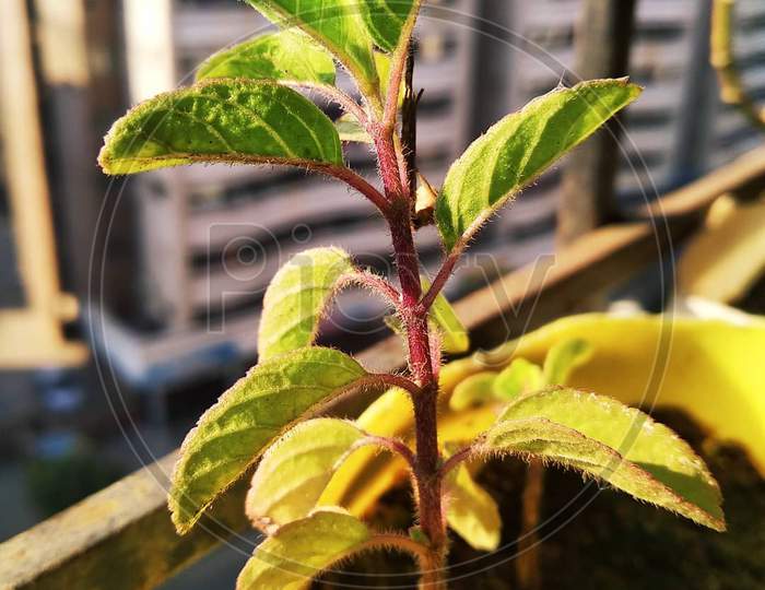 Indian's Holy Basil plant