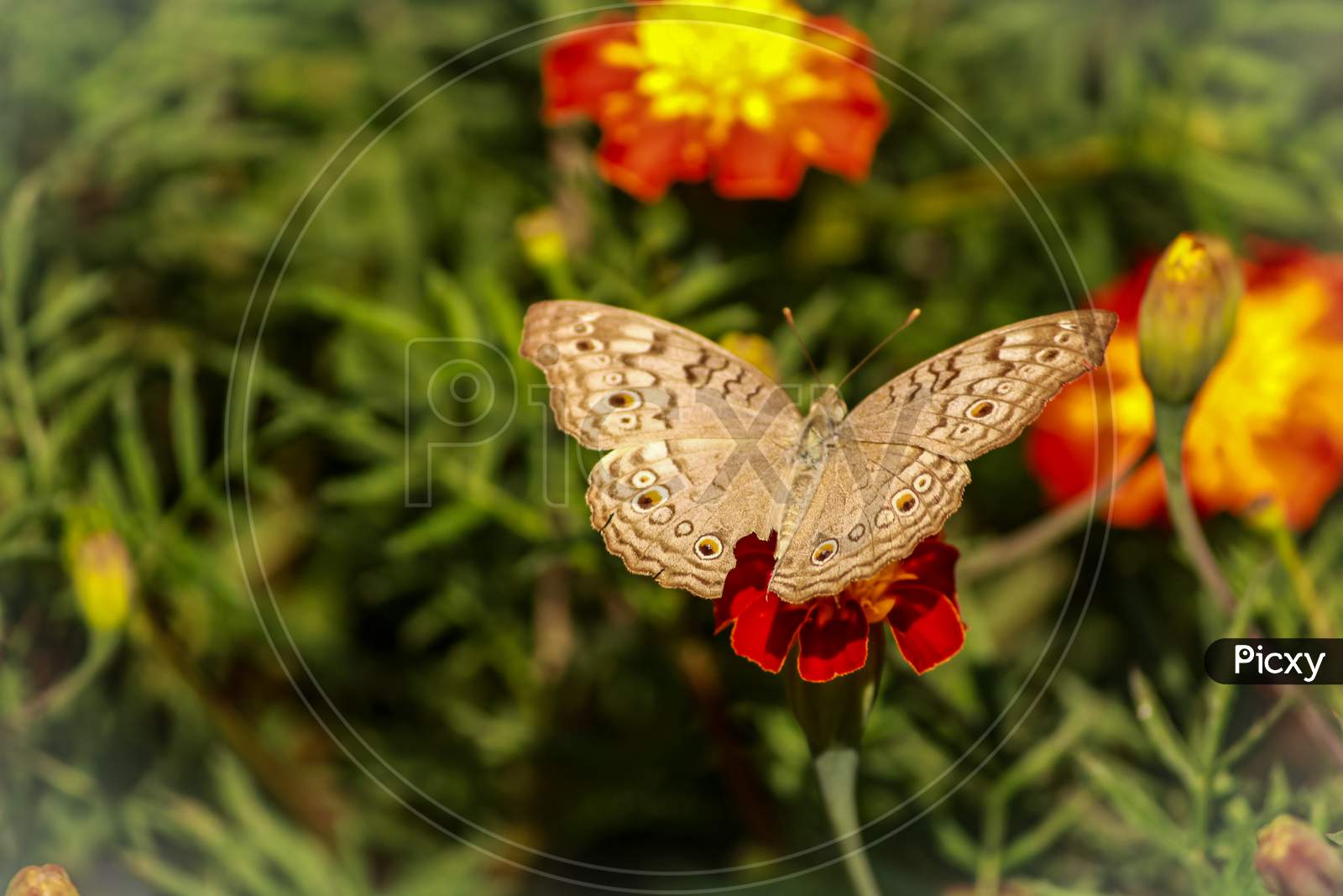 Butterfly attracted towards flower