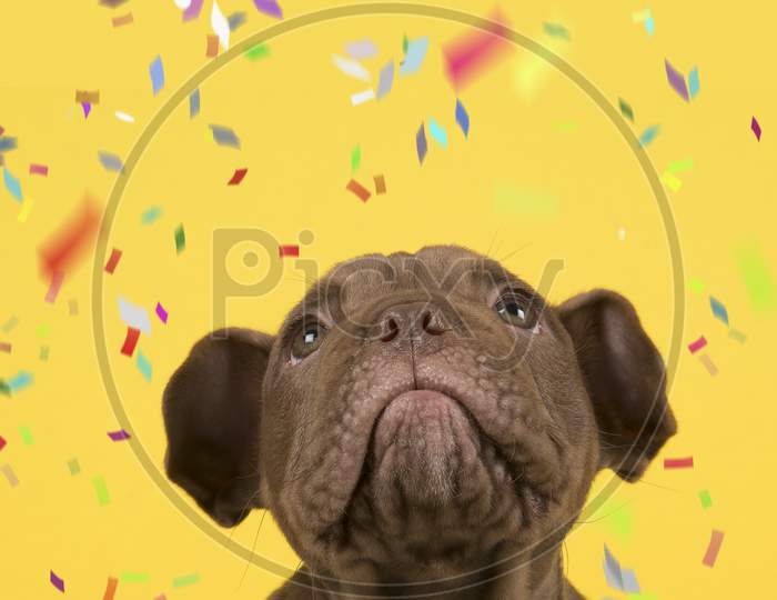 Portrait Of A Old English Bulldog Puppy Looking Up On A Yellow Background With Confetti In A Vertical Image