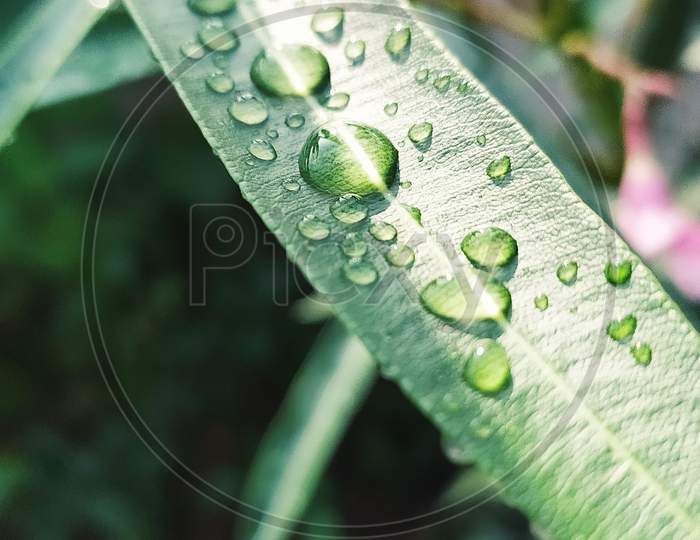 Water Droplets In A Leaf