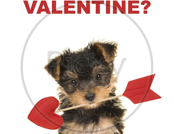 Valentine’S Day Greeting Card With A Cute Sitting Valentine Yorkshire Terrier, Yorkie Puppy Looking At The Camera Holding A Love Arrow And The Text Want To Be My Valentine?