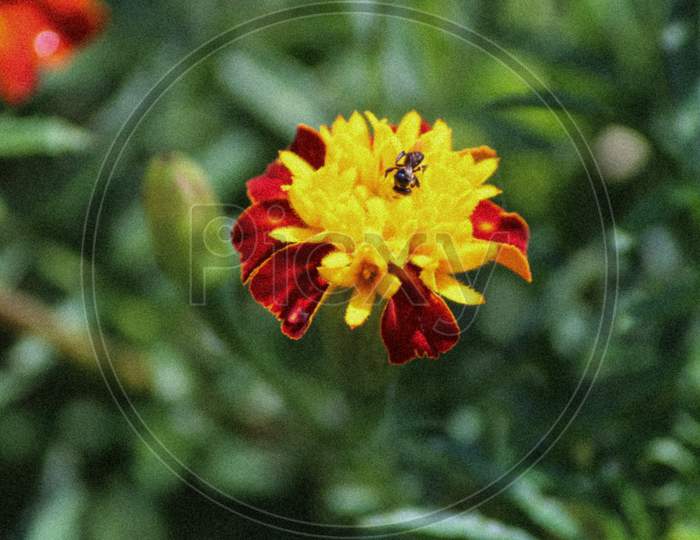 Bee attracted towards flower