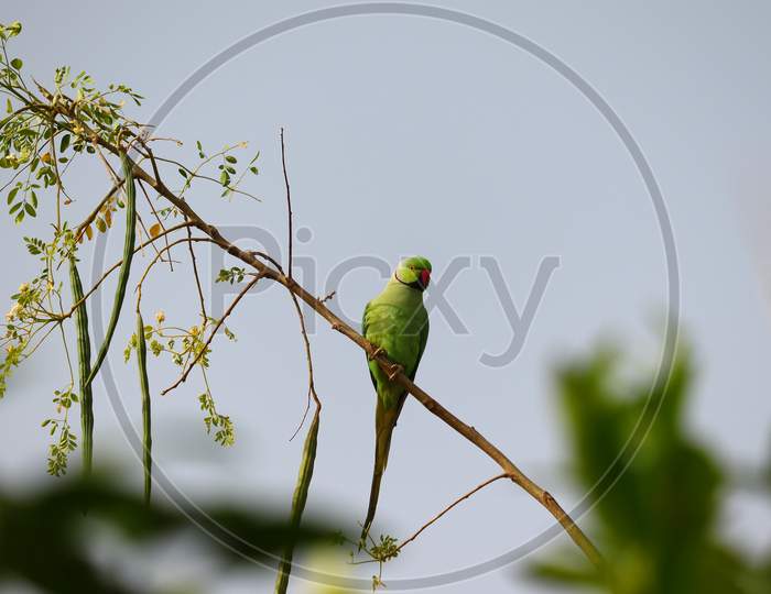 Young Male Parrot Sitting On Drumstick Tree Branch, India