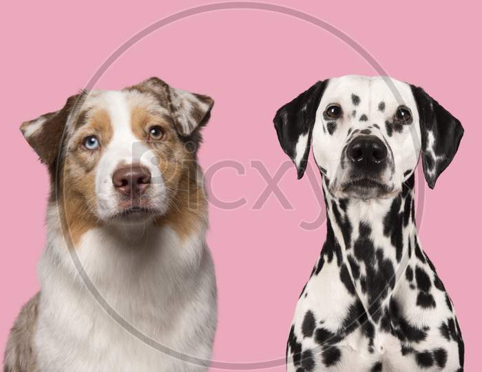 Portraits Of Various Dogs Looking At The Camera On A Pink Background