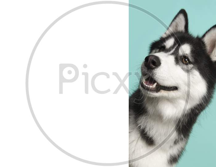 Portrait Of A Siberian Husky On A Blue Background Looking Around The Corner Of A White Empty Board With Space For Copy