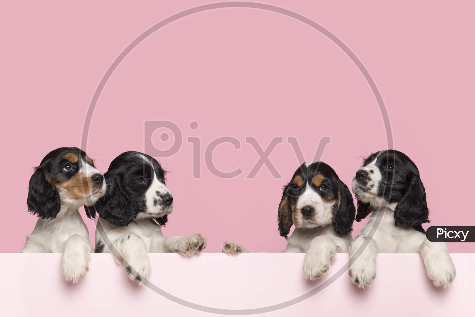 Four Cute Cocker Spaniel Puppies Hanging Over The Border Of A Pastel Pink Box On A Pink Background With Space For Copy