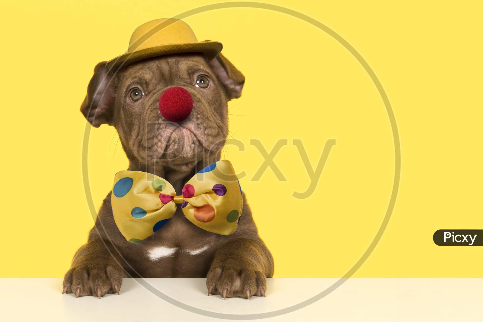 Cute Old English Bulldog Puppy Dressep Up As A Clown With Bow, Hat And A Red Nose On A Yellow Background