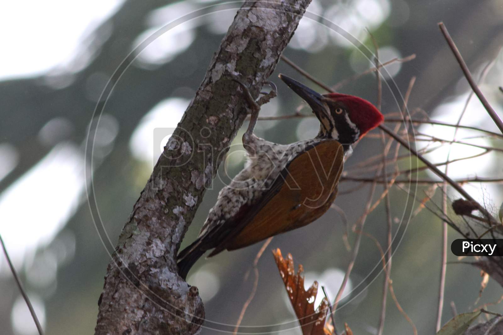 Woodpecker on branch