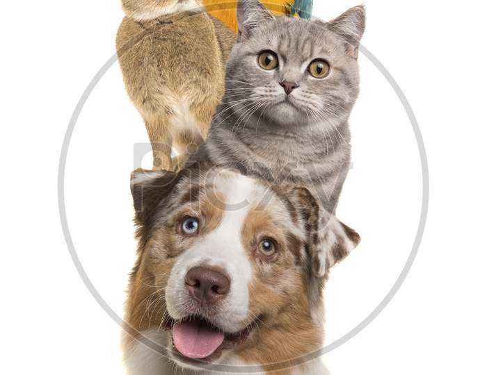 Portrait Of A Dog, Cat, Rabbit And A Parrot Stacked Vertically Isolated On A White Background