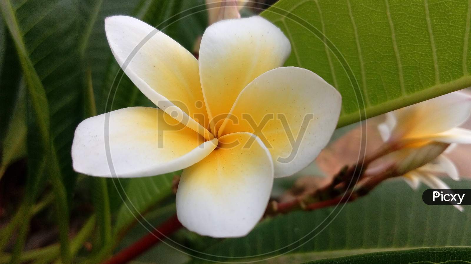 This white color Nayee Sampige flower (Tree Tale Champa) is decorative show flower and having good flavor.
