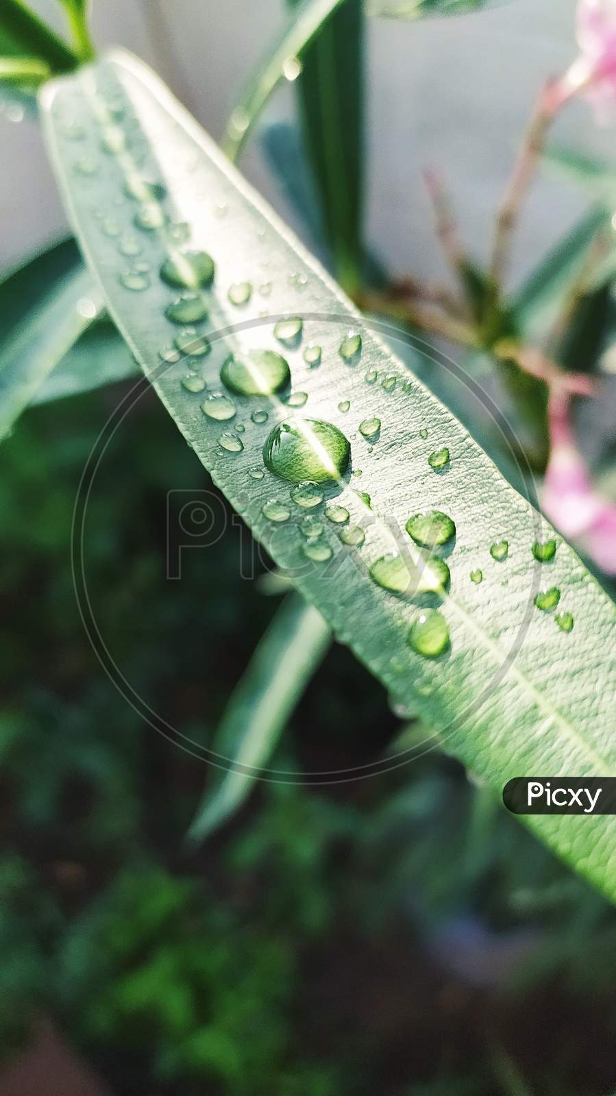 Water Droplets In A Leaf