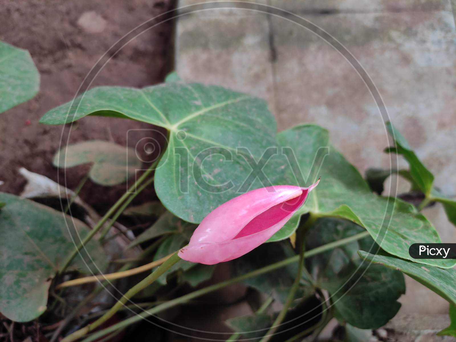 Pink Anthurium petal
