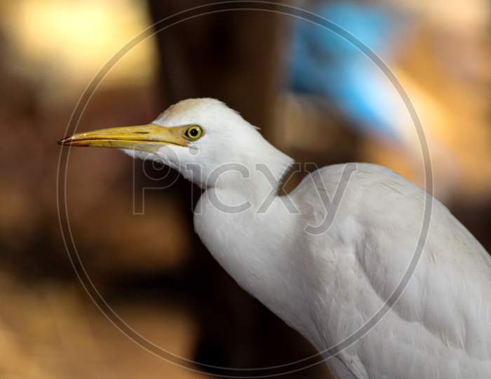 Cattle egret closeup