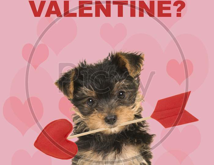 Valentine’S Day Greeting Card With Cute Sitting Valentine Yorkshire Terrier, Yorkie Puppy Looking At The Camera Holding A Love Arrow With The Text Want To Be My Valentine?