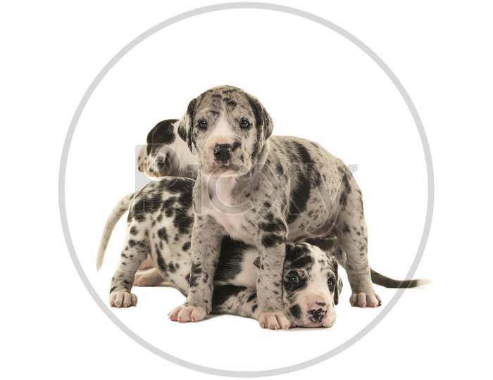 Two Cute Great Dane Puppy Dogs Standing Together Isolated On A White Background
