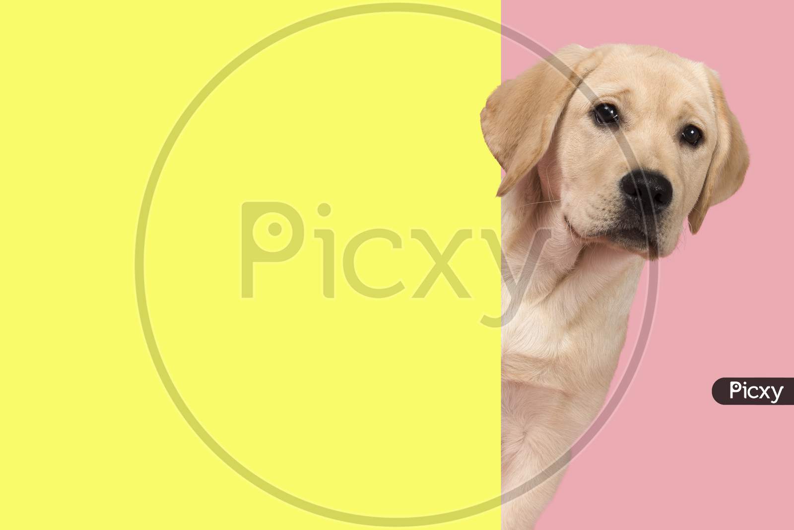 Portrait Of A Cute Labrador Retriever Puppy On A Pink Background In A Vertical Image