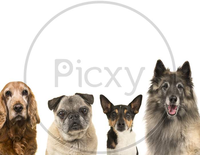 Portraits Of Various Breeds Of Elderly Senior Dogs Isolated On A White Background