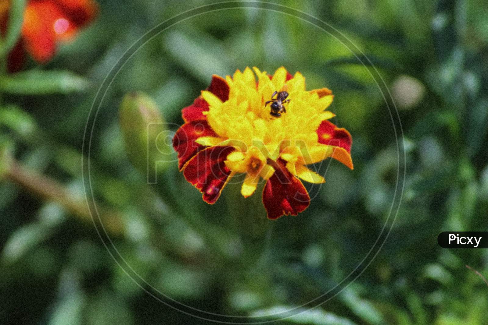 Bee attracted towards flower