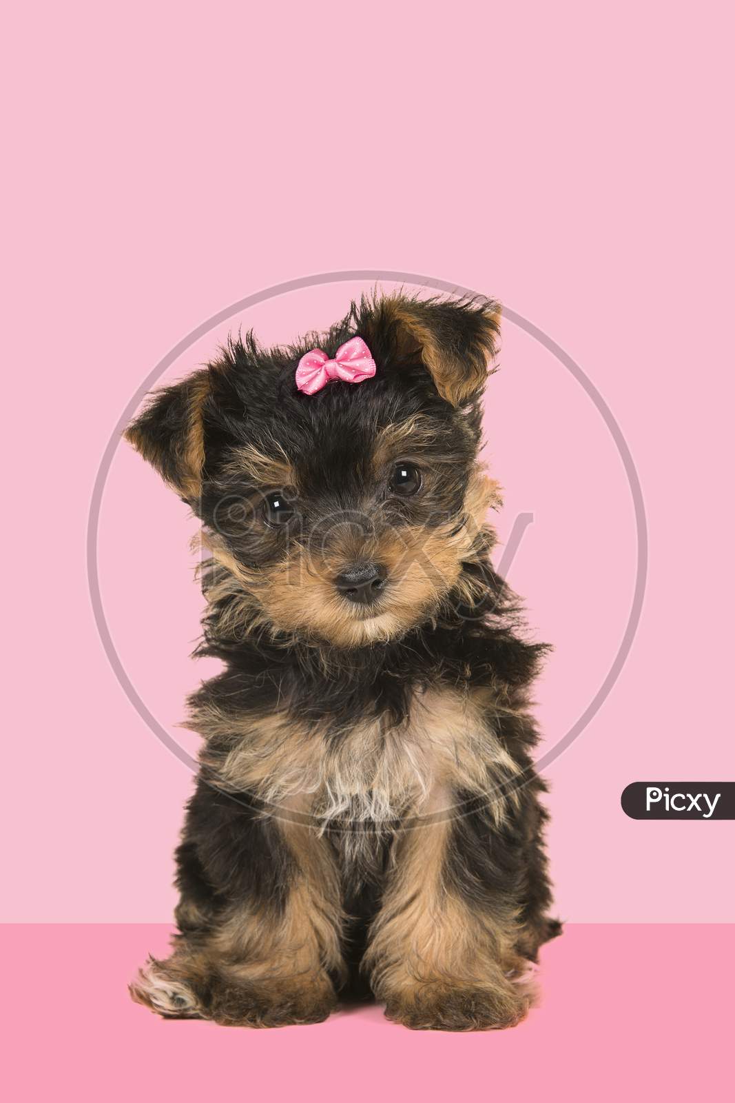 Cute Sitting Yorkshire Terrier, Yorkie Puppy Wearing A Pink Bow Looking At The Camera On A Pink Background