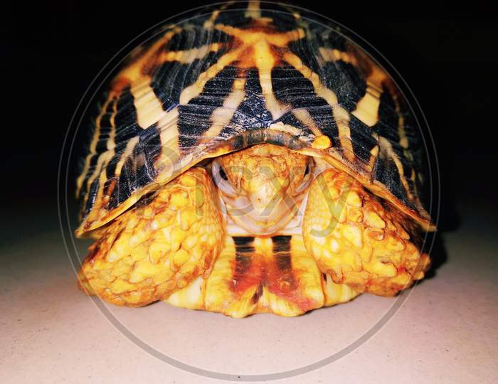 Tortoise shell in focus