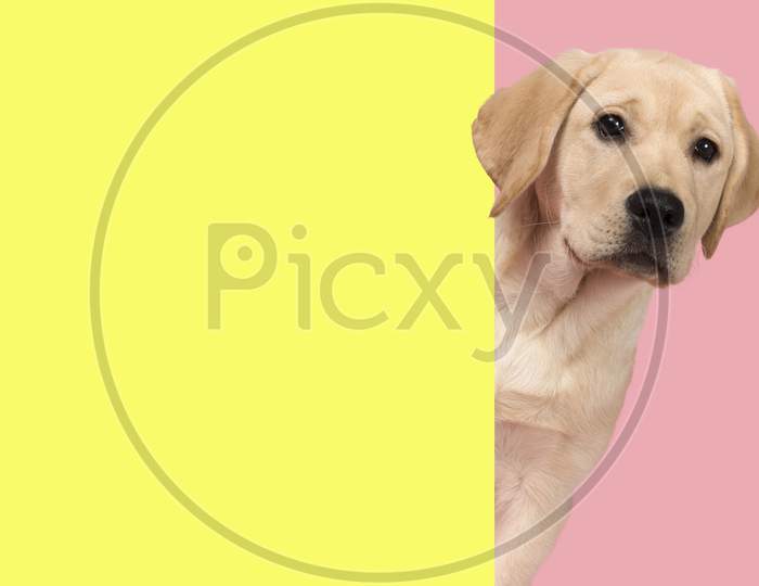 Portrait Of A Cute Labrador Retriever Puppy On A Pink Background In A Vertical Image