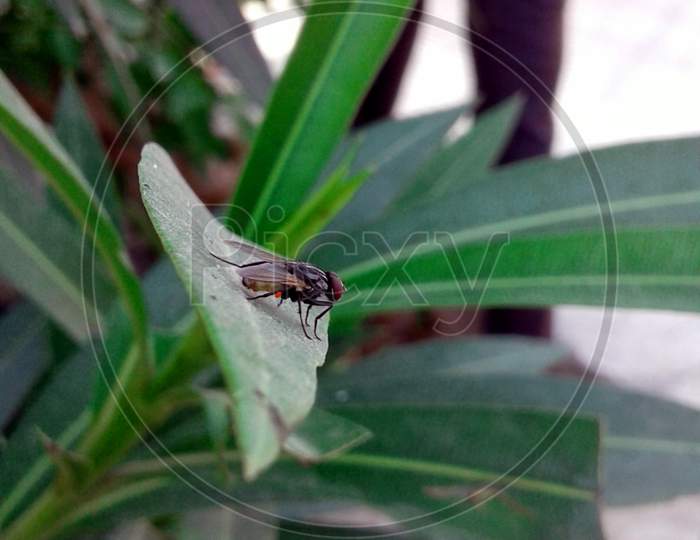 fly captured on the leaf