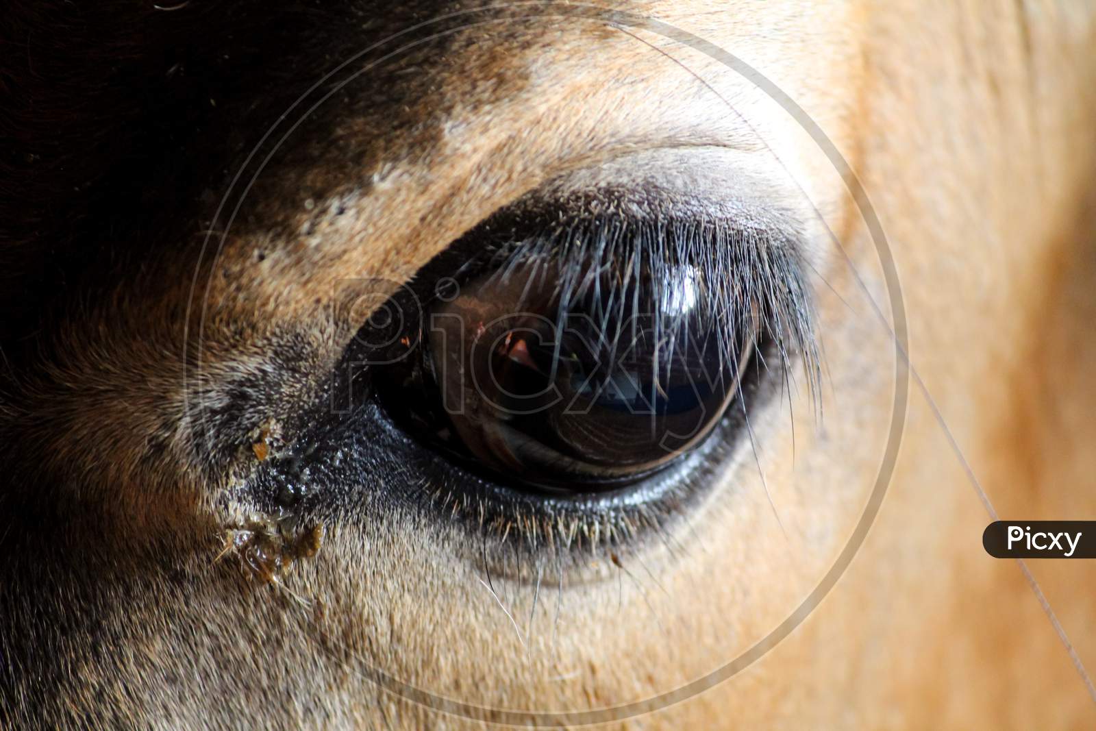 Cow eye closeup