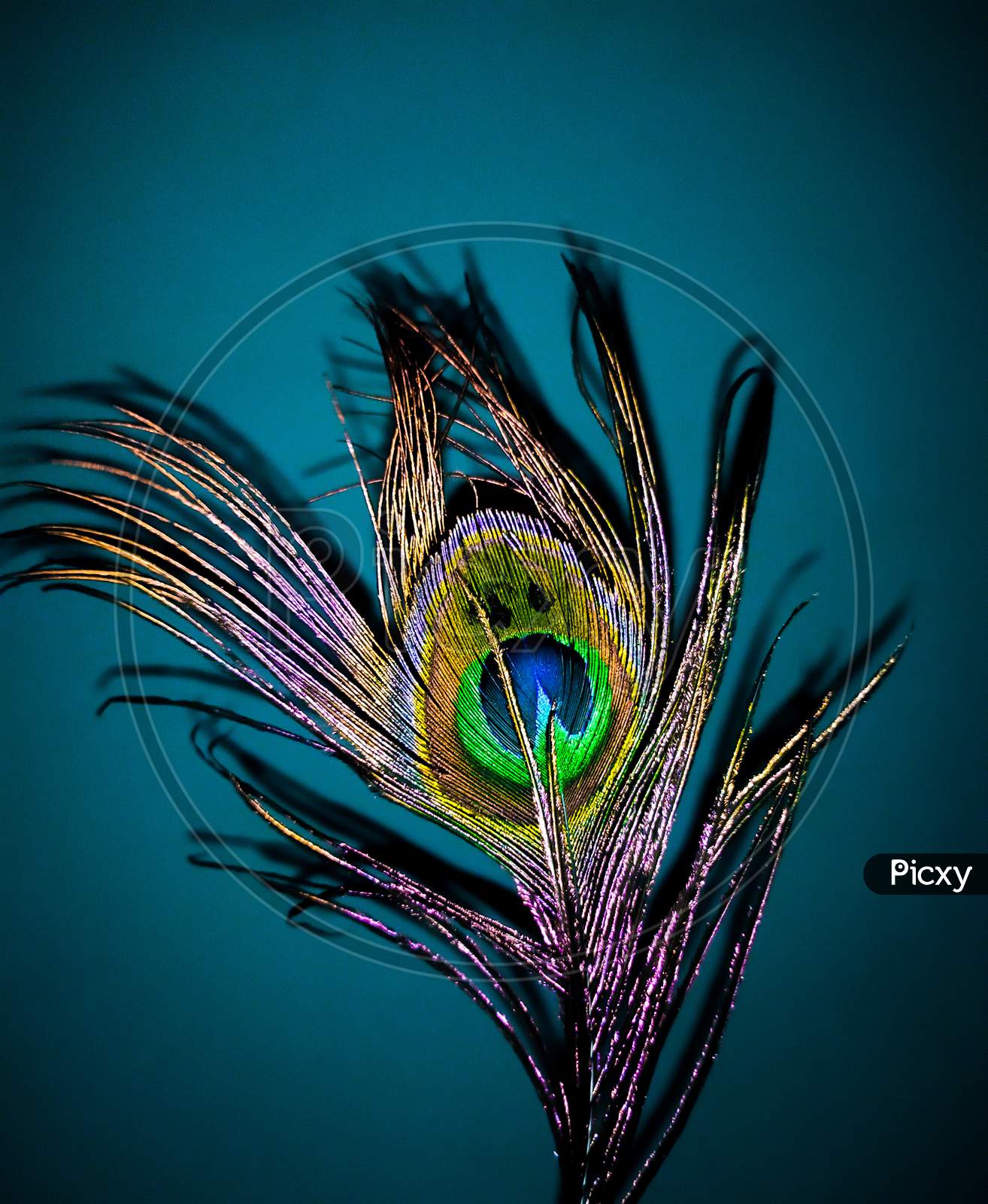 a colourful picture of peacock's feather.