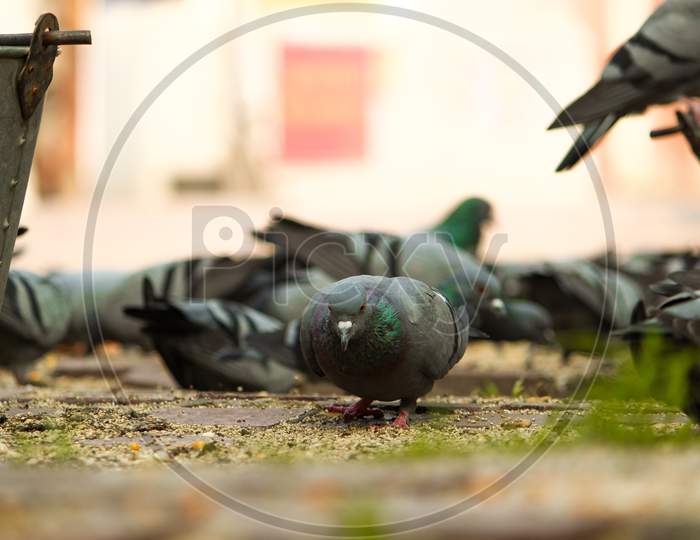 a group of pigeons eating food.
