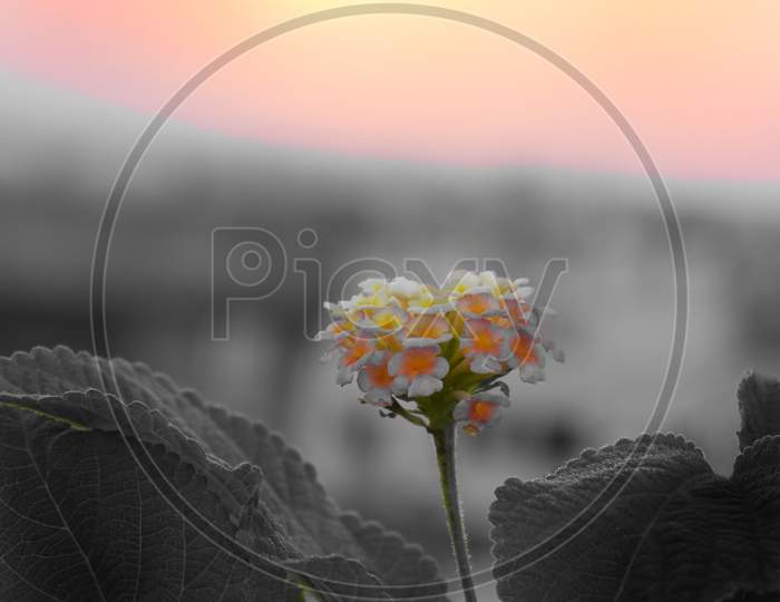 Beutiful multicolor lantana flower with blackish leaves, background and colorful sky