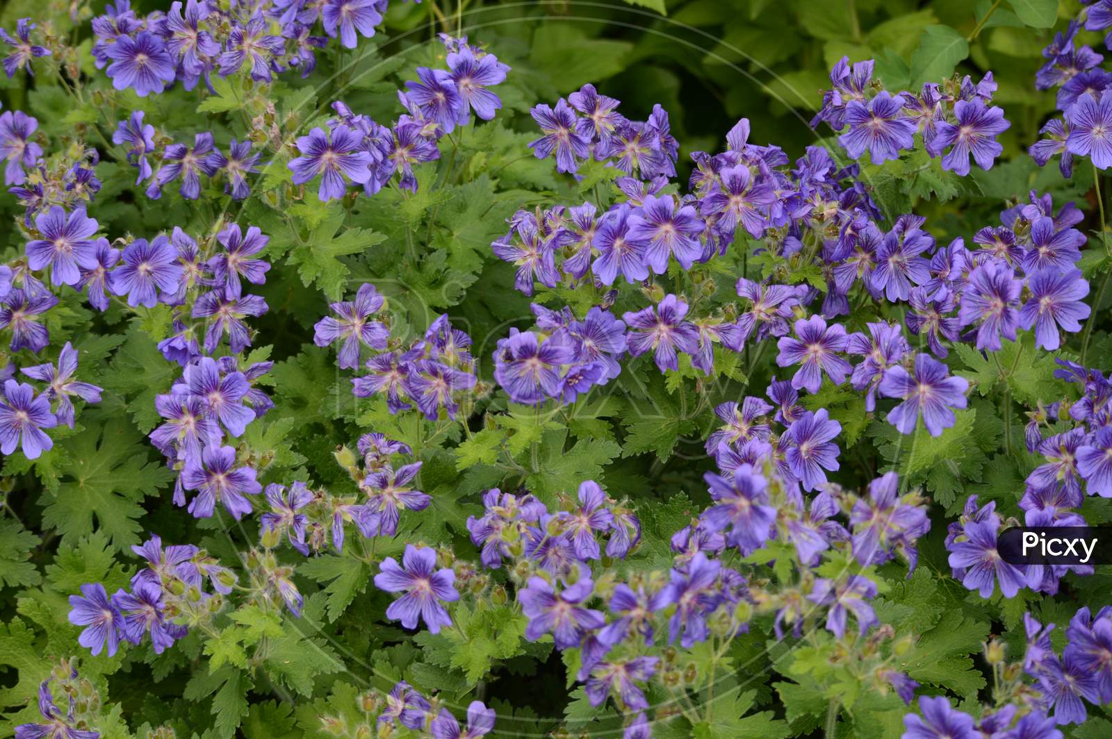 Little Blue Flowering Plant
