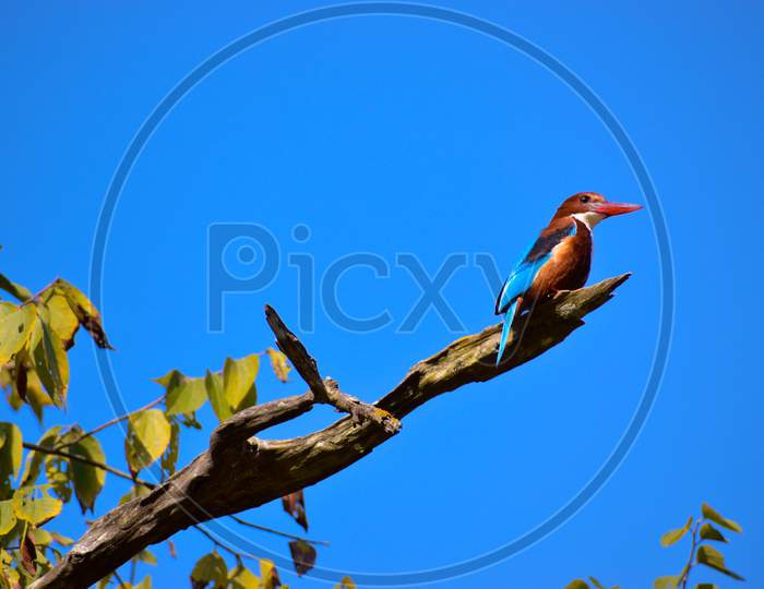 Kingfisher Bird with Blue sky in the background