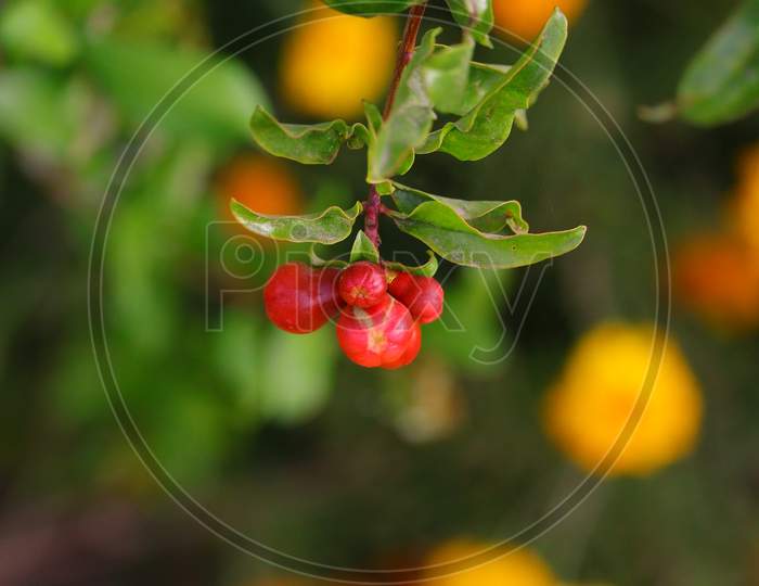 Organic Four Pomegranate Flowers With Defocused Nature Background