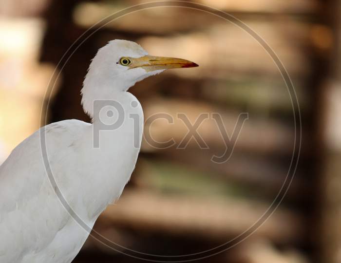 Cattle egret closeup