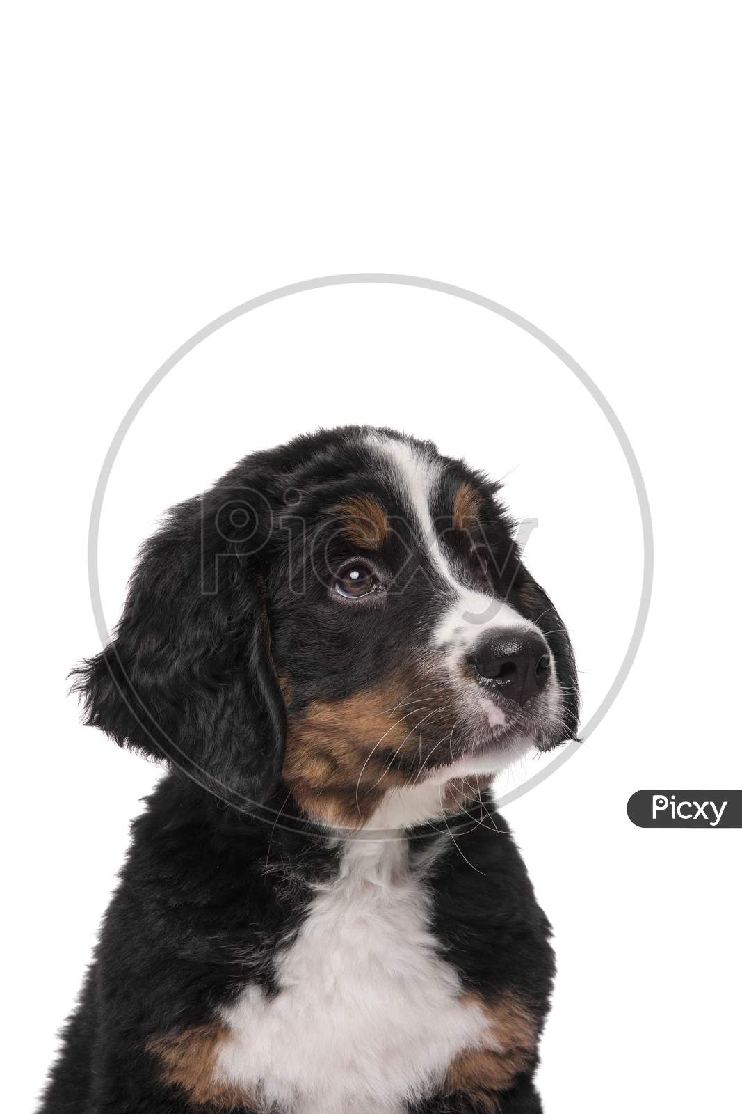Portrait Of A Bernese Mountain Dog Puppy Looking Up On A White Background