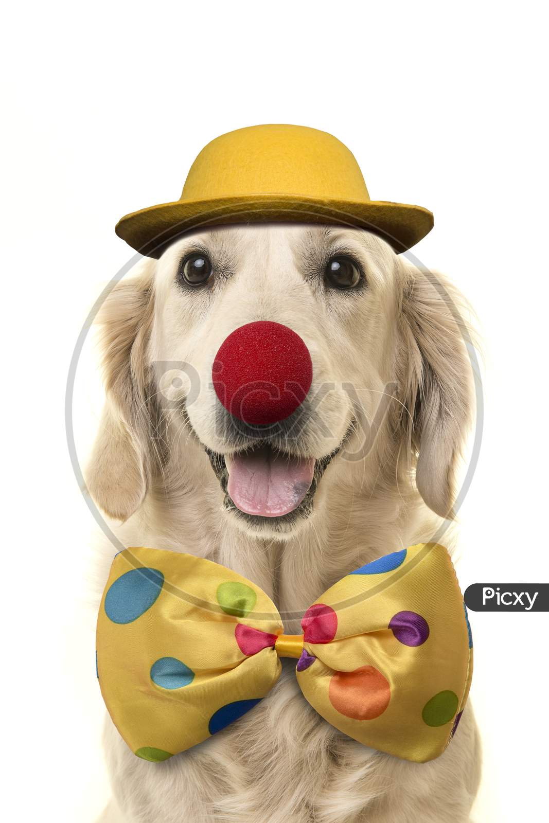 Golden Retriever With A Big Smile Dressed Up As A Clown On A White Background