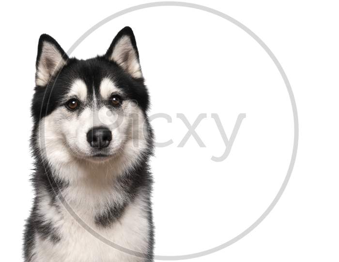 Portrait Of A Siberian Husky Looking At The Camera On A White Background