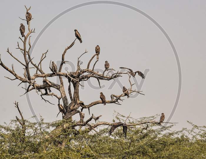 Birds Sitting on a dead dry tree