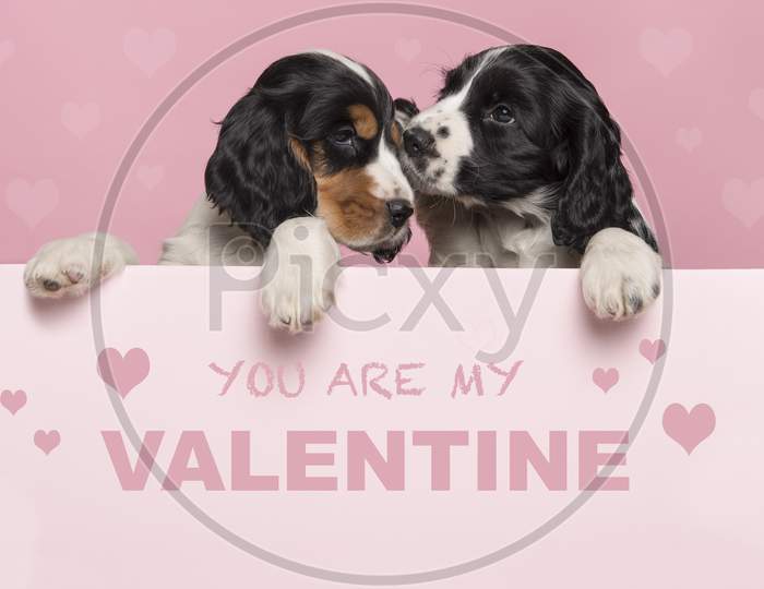Valentine’S Day Greeting Card With Two Cuddling Cocker Spaniel Puppies Hanging Over The Border Of A Pastel Pink Board With Text You Ar My Valentine