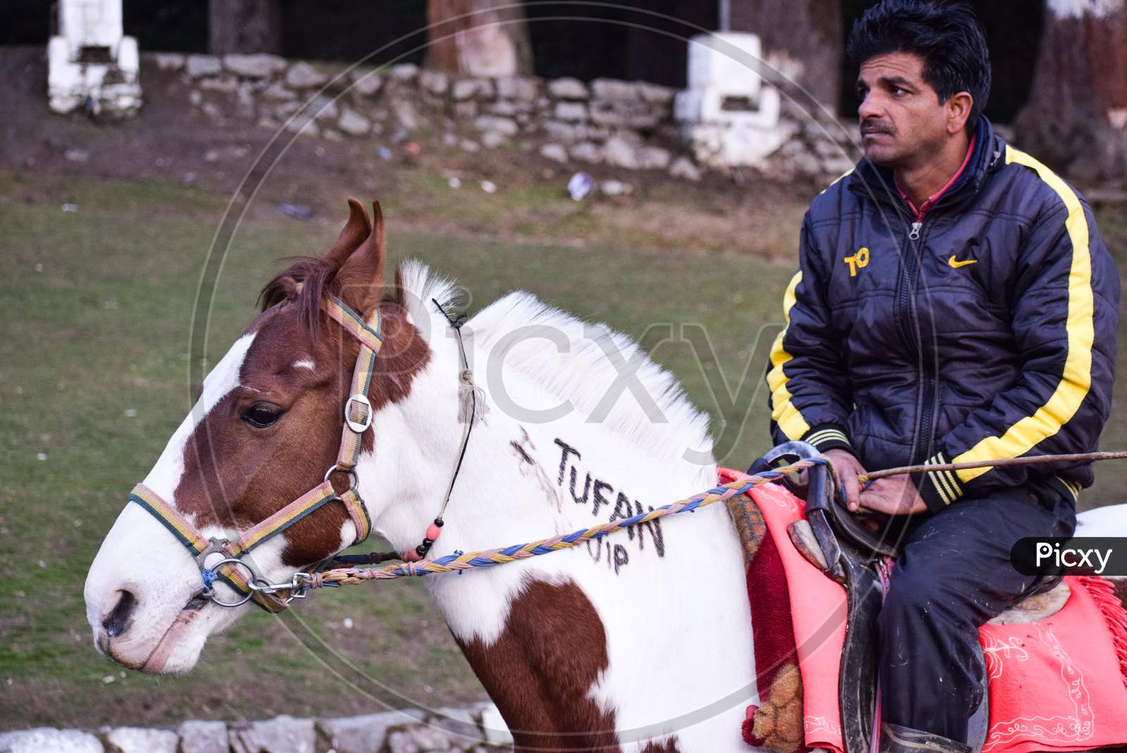 Dharamshala, 2019: Indian male horse ride sitting on white horse with saddle in a tourist location. Horse riding is a major tourist attraction in hill stations