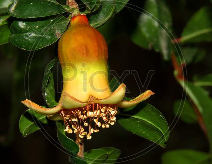pomegranate bud on the tree, great details of pollen grains.